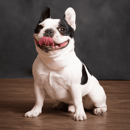 Leo, the French bulldog this community is named after